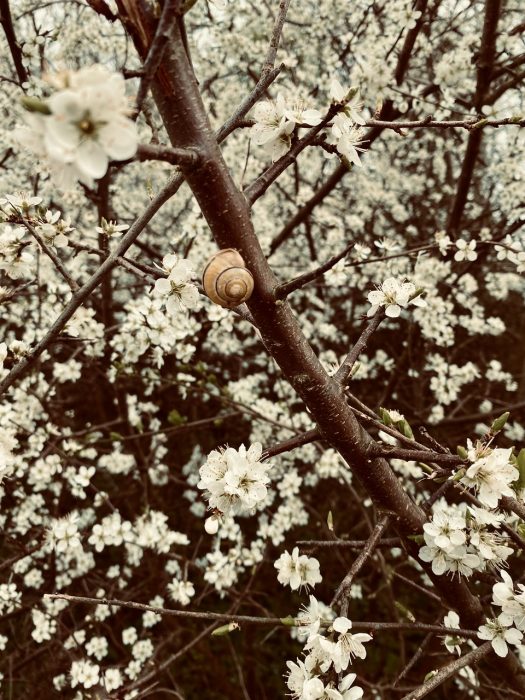 Naturgarten anlegen Schritt für Schritt